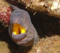 Yellow mouth moray 105mm macro by Chris Kennedy 